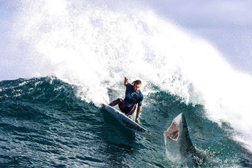 Australia surfing event cancelled due to shark attacks
